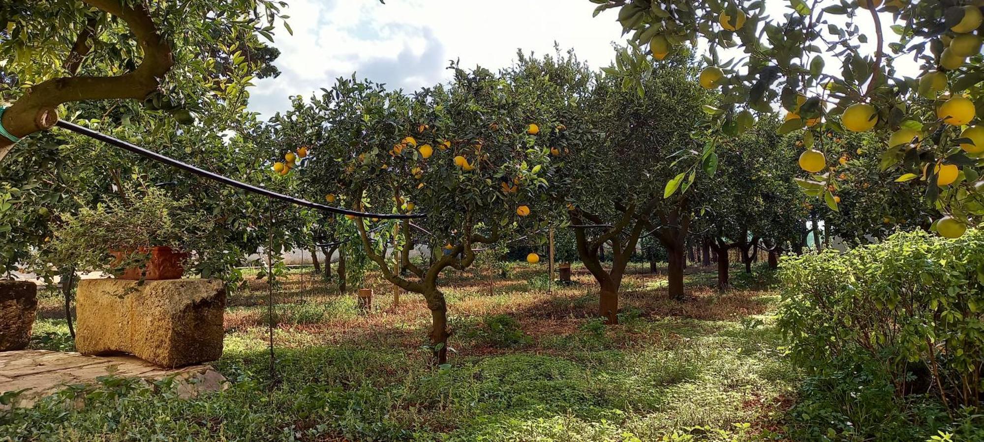 Bed and Breakfast Baglio Spano - Antiche Dimore Di Sicilia Petrosino Exterior foto